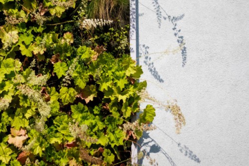 The facade of a residential building in Berlin Kreuzberg is planted as a Vertical Garden on August 15, 2024 in Berlin, Germany. The greenery of house...