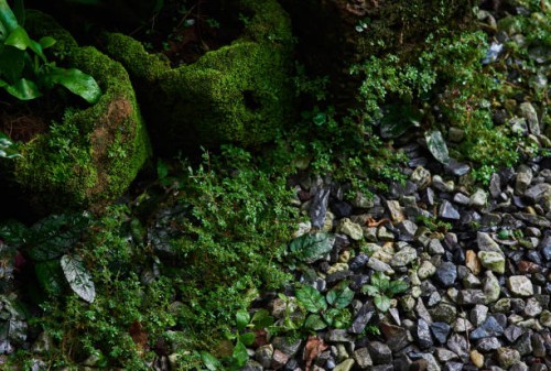 the green moss grows on the rocky pot in the old garden - garden decoration stock pictures, royalty-free photos & images
