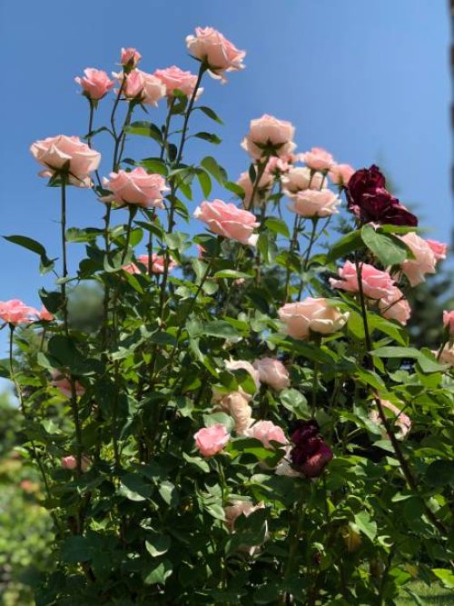 the light pink and red roses bouqet in bloom at the botanical garden when blossom time and romantic moments - garden decoration stock pictures, royalty-free photos & images