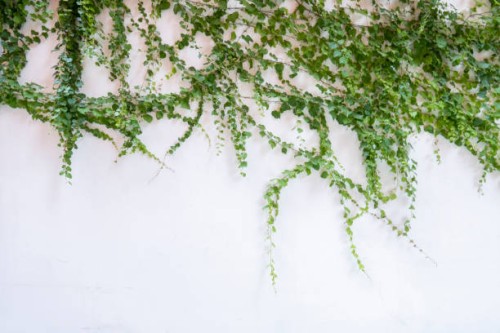 the vines have overgrown the wall - garden decoration stock pictures, royalty-free photos & images