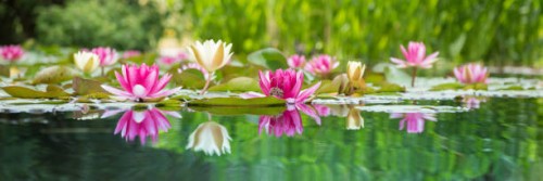 the water lily is white and pink, the nymphaea alba. water plants are reflected in the forest lake. - garden decoration stock pictures, royalty-free photos & images