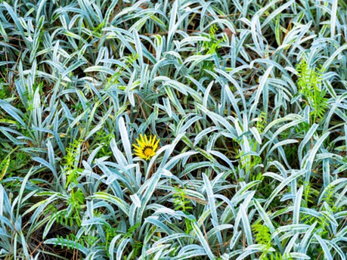 the wonderful vegetation in the madeira island - garden decoration stock pictures, royalty-free photos & images