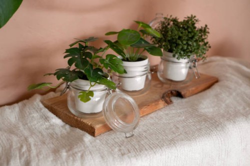 three cute white pots with green plants on cloth with copy space. home interior decorating, design, eco friendliness, natural products concept - garden decoration stock pictures, royalty-free photos & images