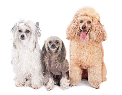 three dogs - hairstyle stock pictures, royalty-free photos & images