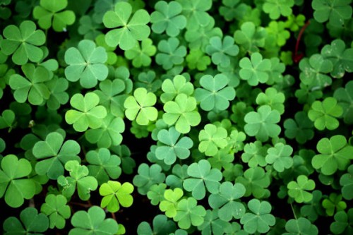 three leaf clover backgrounds-shamrock - garden decoration stock-fotos und bilder