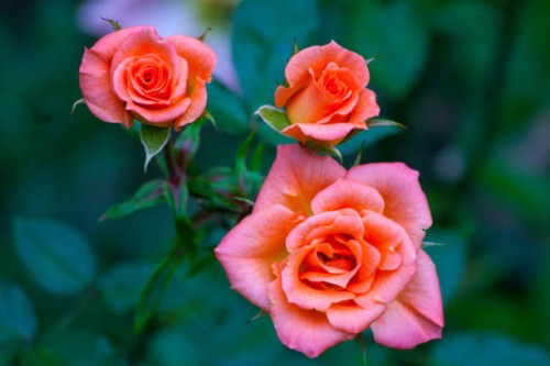 three pink red roses close up garden - garden decoration stock pictures, royalty-free photos & images