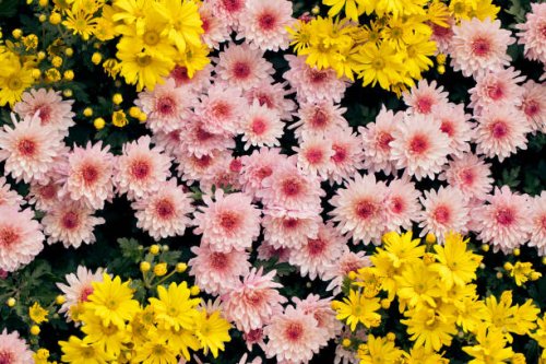 top view of pink and yellow chrysanthemum flower pots. - garden decoration stock pictures, royalty-free photos & images