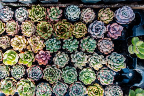 top view of succulent plant - garden decoration stock pictures, royalty-free photos & images