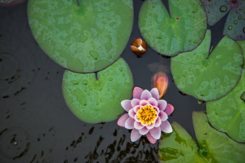 top view of water lily flower and leaves - garden decoration stock pictures, royalty-free photos & images