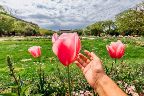 touching big blooming tulip in spring, personal perspective view - garden decoration stock pictures, royalty-free photos & images