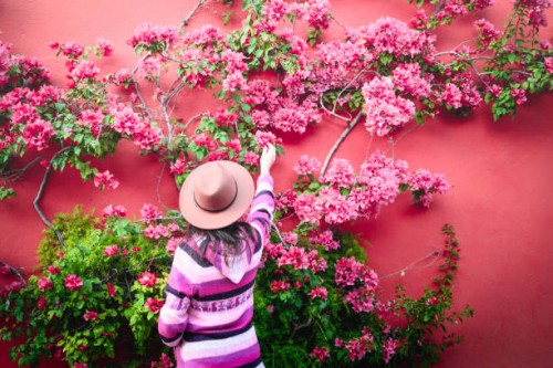 tourist admiring bougainvillea flowers climbing on red wall, san miguel de allende, mexico - garden decoration stock pictures, royalty-free photos & images