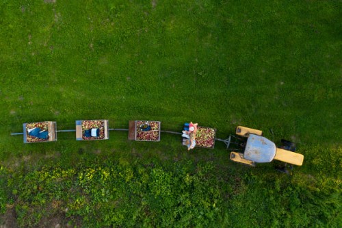 tractor with trailers full of apples from above - food stock pictures, royalty-free photos & images