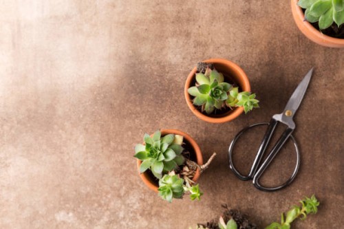 transplanting succulents. potting up succulent plants. concept of a home garden. - garden decoration stock pictures, royalty-free photos & images