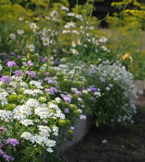 travel photography, pink and white flowers alyssum side view in a garden with blurred background close up - garden decoration stock pictures, royalty-free photos & images