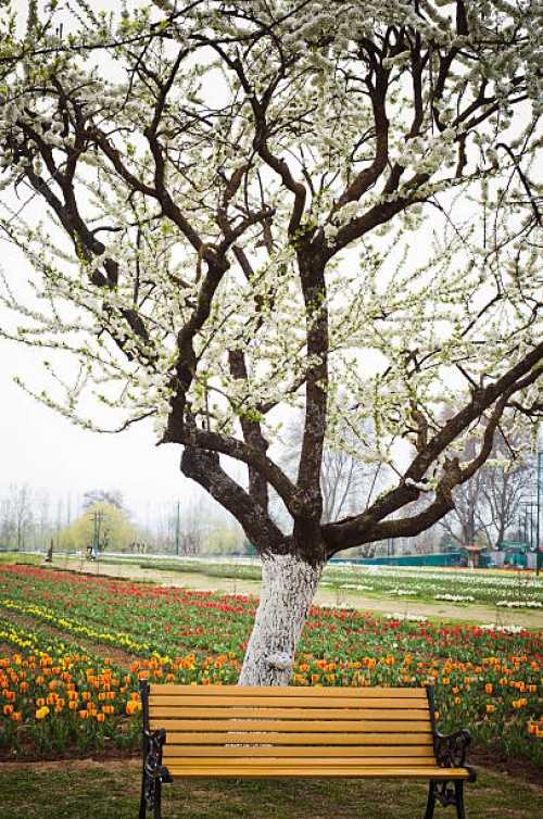 tree and bench in a tulip garden, srinagar, jammu and kashmir, india - garden decoration photos et images de collection