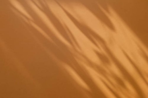 trees or plant branch and leaf with shadow on orange paper background. place for text, copy space, top view - garden decoration stock pictures, royalty-free photos & images