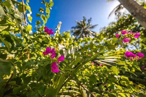 tropical flower background - garden decoration stock pictures, royalty-free photos & images