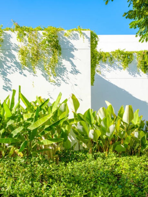 tropical garden with white wall and blue sky. - garden decoration stock pictures, royalty-free photos & images