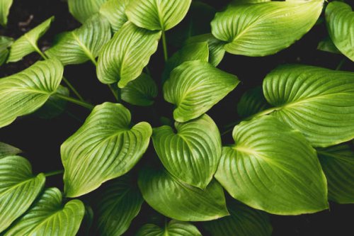 tropical leaves, abstract green leaves texture, nature backgrou - garden decoration stock pictures, royalty-free photos & images