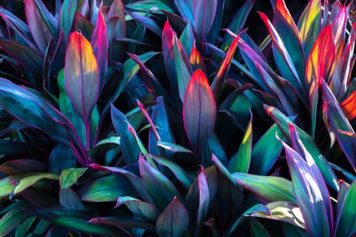 tropical leaves colorful flower on dark tropical foliage nature background dark green foliage nature - garden decoration stock pictures, royalty-free photos & images