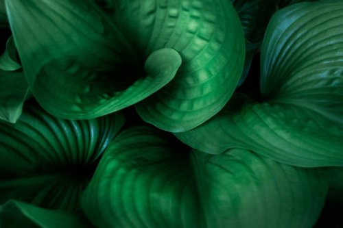 tropical leaves on dark tropical foliage nature background dark green foliage nature - garden decoration stock pictures, royalty-free photos & images