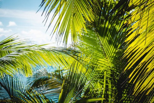 tropical palm tree with sun light. a tropical forest. palm leaves close up. vacation and nature travel adventure concept. - garden decoration stock pictures, royalty-free photos & images