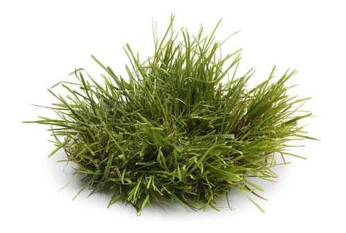 tuft of grass isolated on a white background - garden decoration stock pictures, royalty-free photos & images