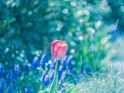 tulip 23 - garden decoration stock pictures, royalty-free photos & images