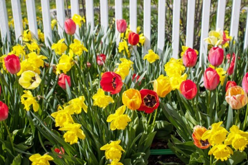 tulip flowers and daffodils - garden decoration stock pictures, royalty-free photos & images