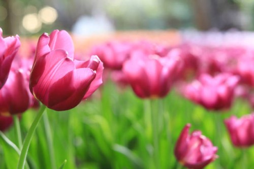 tulip,multicolored tulips in the gardens of chiang rai, thailand - garden decoration stock pictures, royalty-free photos & images