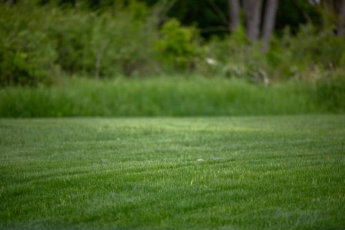 turf in backyard - garden decoration stock pictures, royalty-free photos & images
