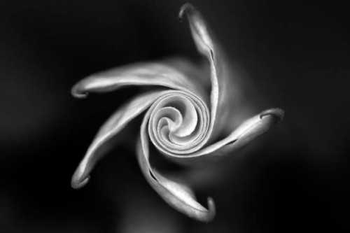 twists of fate - garden decoration stock pictures, royalty-free photos & images