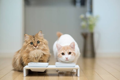 two cats with milk around mouths - food stock pictures, royalty-free photos & images