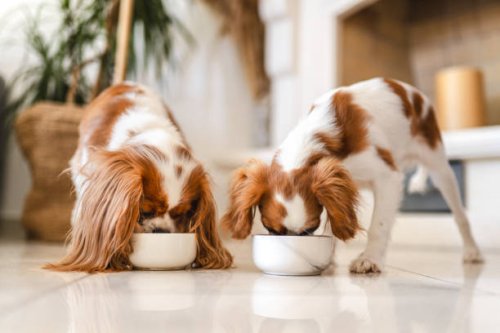 two cavalier king charles spaniel eating - food stock pictures, royalty-free photos & images