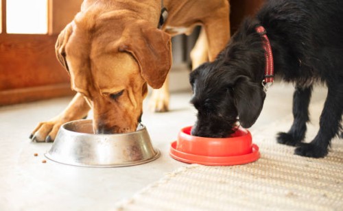 two dogs eating together from their food bowls - food stock pictures, royalty-free photos & images