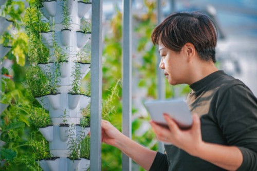 une femme chinoise asiatique examinant des menthes dans une serre hydroponic vertical farm eco system comparant la date avec une tablette numérique - garden decoration photos et images de collection