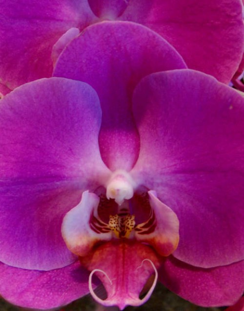 up close orchid - garden decoration stock pictures, royalty-free photos & images