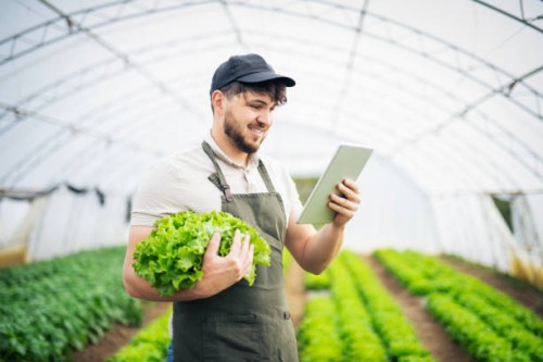 using technology and harvesting amazing green salads in greenhouse. - food stock pictures, royalty-free photos & images
