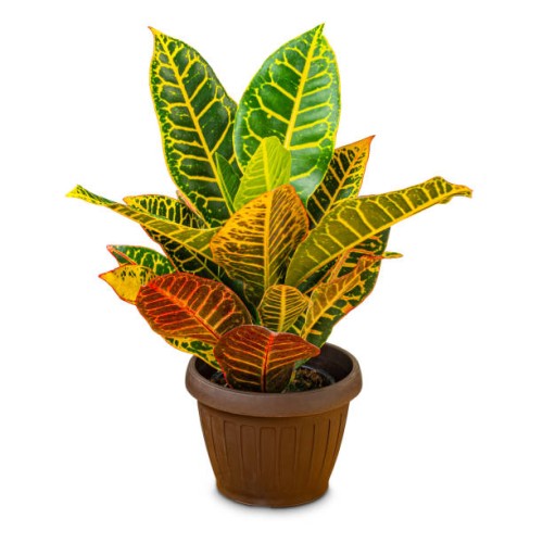 variegated croton in pot,close-up of potted plant against white background - garden decoration stock pictures, royalty-free photos & images