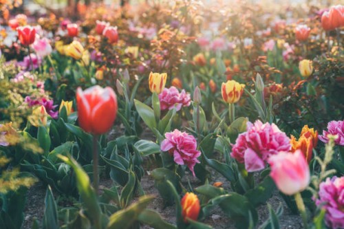 variety of blooming fragrant flowers in the garden - garden decoration stock pictures, royalty-free photos & images