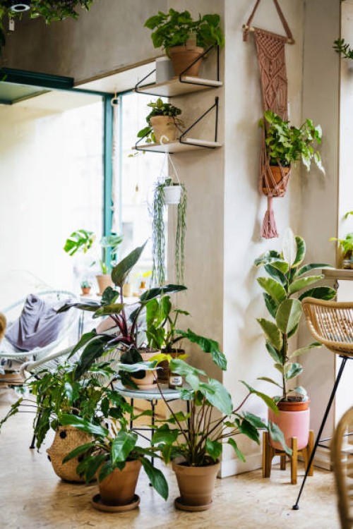 variety of plants on display in cafe - home decoration stock pictures, royalty-free photos & images