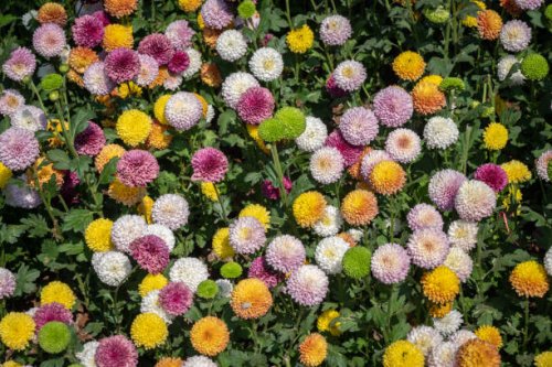 various colours of chrysanthemums pompon flowers grow in the garden. - garden decoration stock pictures, royalty-free photos & images