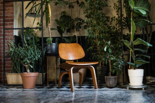 various indoor flowers in clay pots in the living room. stylish composition of the home garden, modern decor. urban jungle interior with indoor plants and wooden chair. - garden decoration stock pictures, royalty-free photos