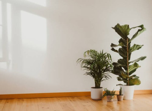 various indoor plants on the floor in an empty room - home decoration stock pictures, royalty-free photos & images