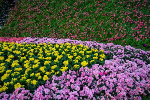 various kind of flowers grow in ornamental garden. - garden decoration stock pictures, royalty-free photos & images