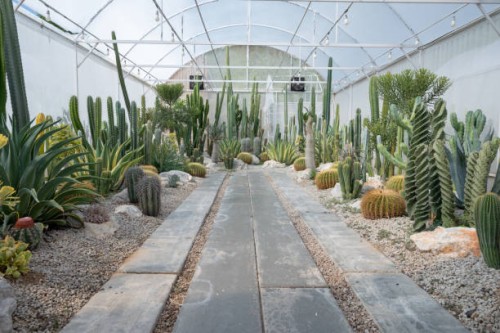 various of cactus in house plants. cactus farm. - garden decoration stock pictures, royalty-free photos & images
