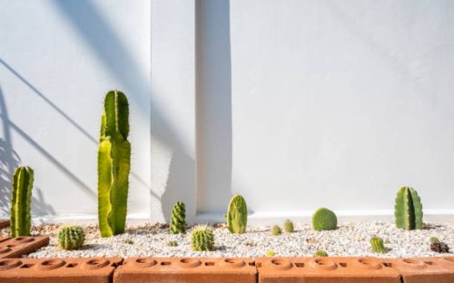 various of cactus planting in ornamental garden. - garden decoration stock pictures, royalty-free photos & images