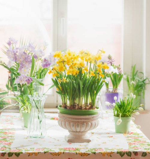 various springtime flowers in pots and vases : yellow daffodils and purple hyacinths, on table at sunny window - garden decoration stock pictures, royalty-free photos & images