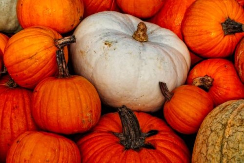 various types of pumpkins clustered together at a farmer's market. - garden decoration stock pictures, royalty-free photos & images