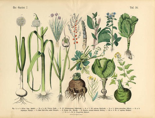 vegetables, fruit and berries of the garden, victorian botanical illustration - food stock illustrations